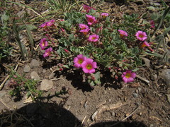 Oxalis squamata