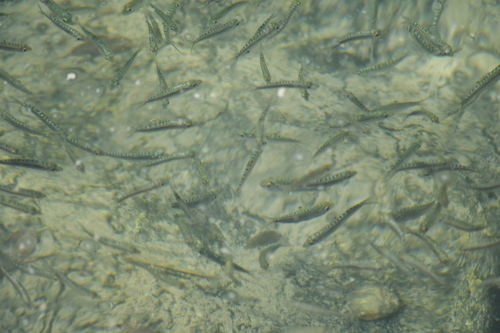 Herklotsichthys lossei observed 2025-10-15