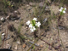 Buchnera pusilla