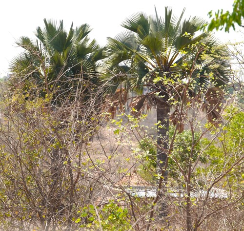 borassus palm