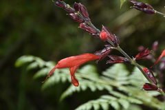Salvia quitensis