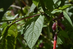Salvia quitensis