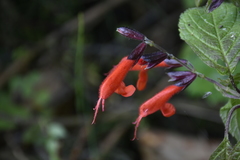 Salvia quitensis