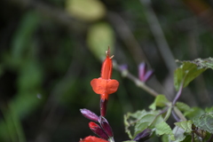 Salvia quitensis
