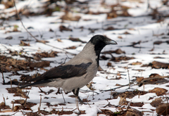 Corvus cornix