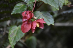 Begonia maurandiae