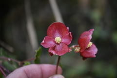 Begonia maurandiae