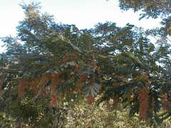 Alvaradoa amorphoides