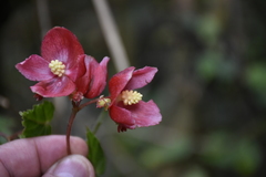 Begonia maurandiae