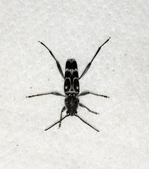 Xylotrechus subscutellatus