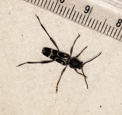 Xylotrechus subscutellatus