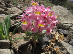 Alstroemeria umbellata