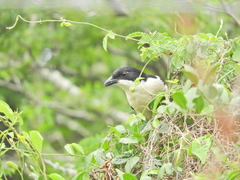 Laniarius ferrugineus