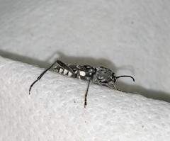 Xylotrechus subscutellatus