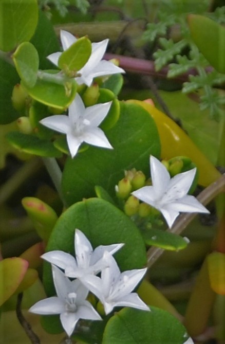 Jacquemontia havanensis (Guía Vegetación de Playa en Tulum ...