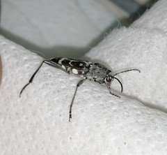 Xylotrechus subscutellatus