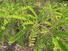 Alvaradoa amorphoides