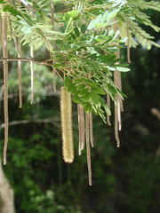 Alvaradoa amorphoides