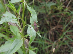 Namacus transvirgatus