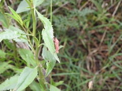 Namacus transvirgatus