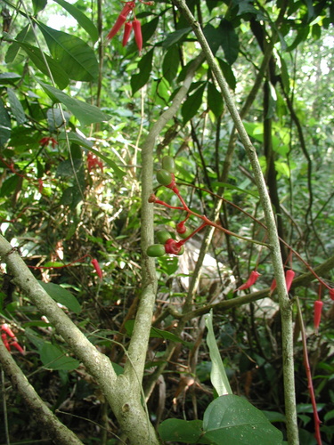 Quassia amara