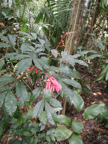 Quassia amara