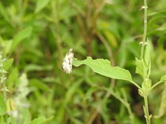 Heliopetes omrina