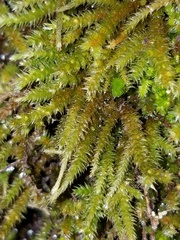 Orthotrichum euryphyllum