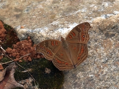 Junonia goudotii