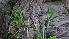 Chlorophytum cremnophilum