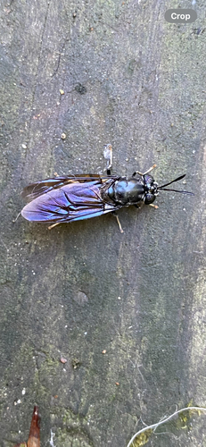 Unknown species found near N Main Rd, Jamestown, RI, US