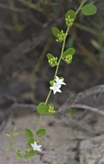Jacquemontia havanensis