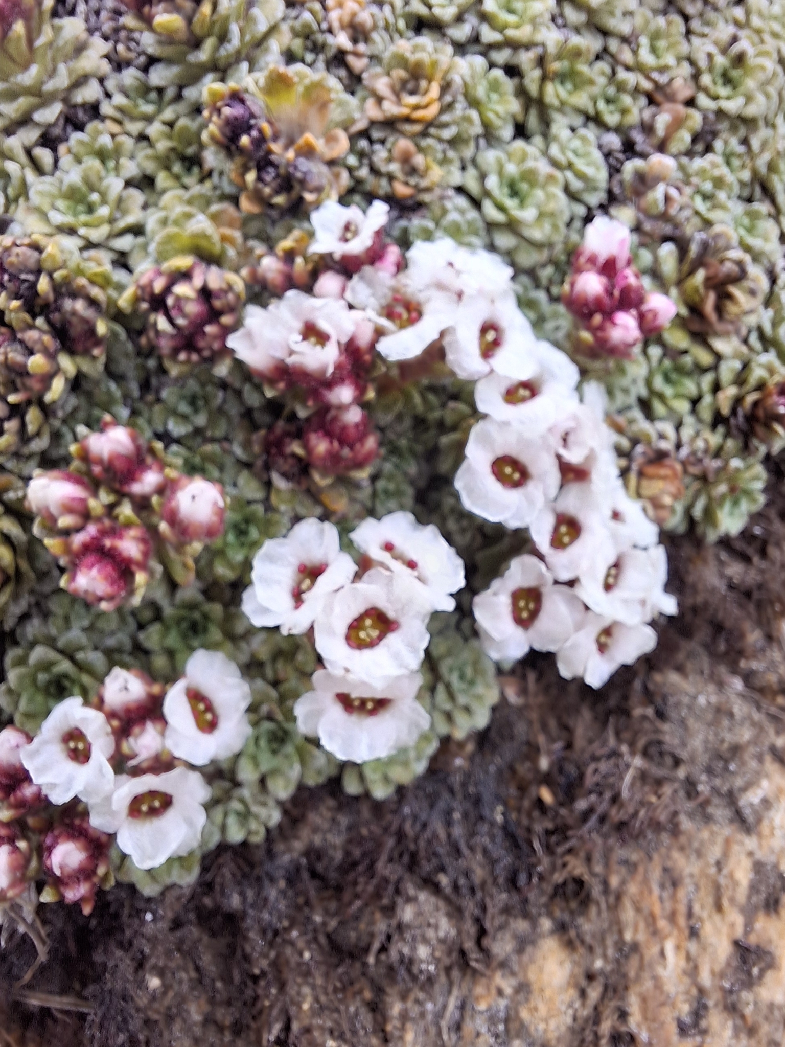 Saxifraga andersonii