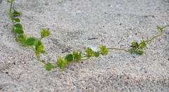 Jacquemontia havanensis