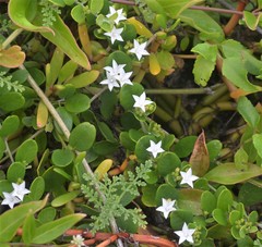 Jacquemontia havanensis