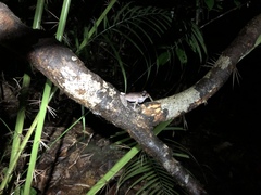 Pulchrana baramica