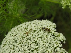 Astylus tucumanensis