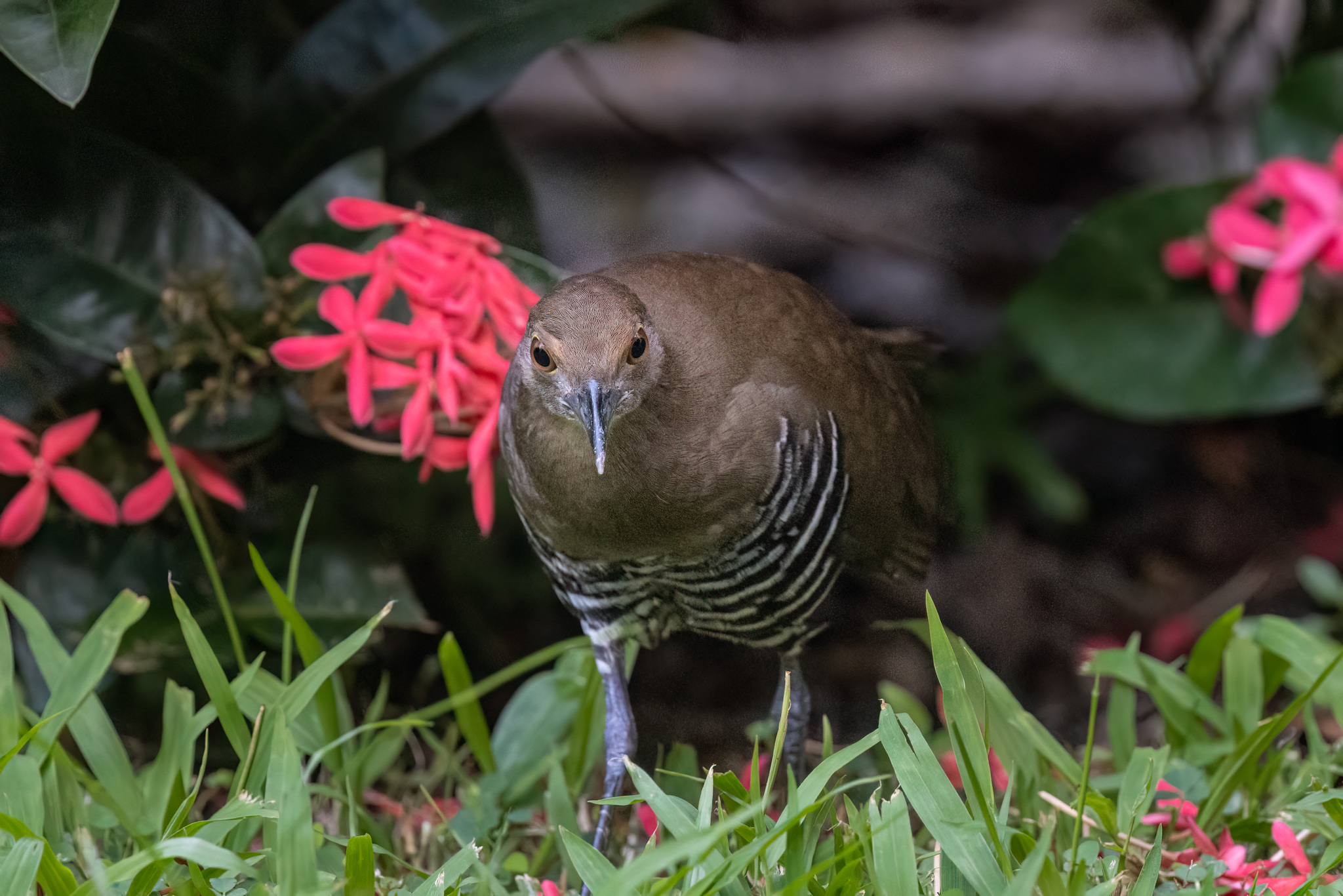 Slaty-legged Crake