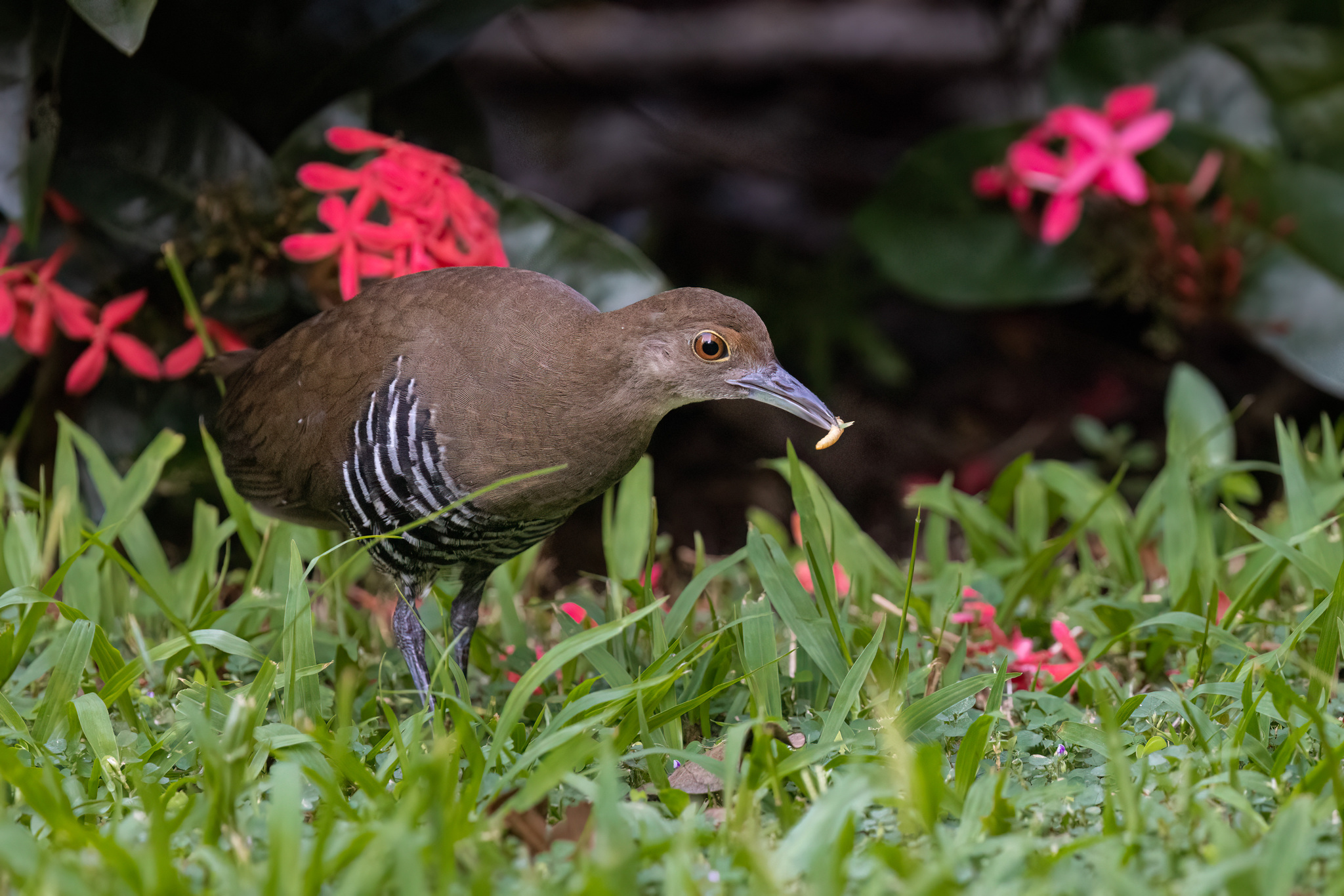 Slaty-legged Crake