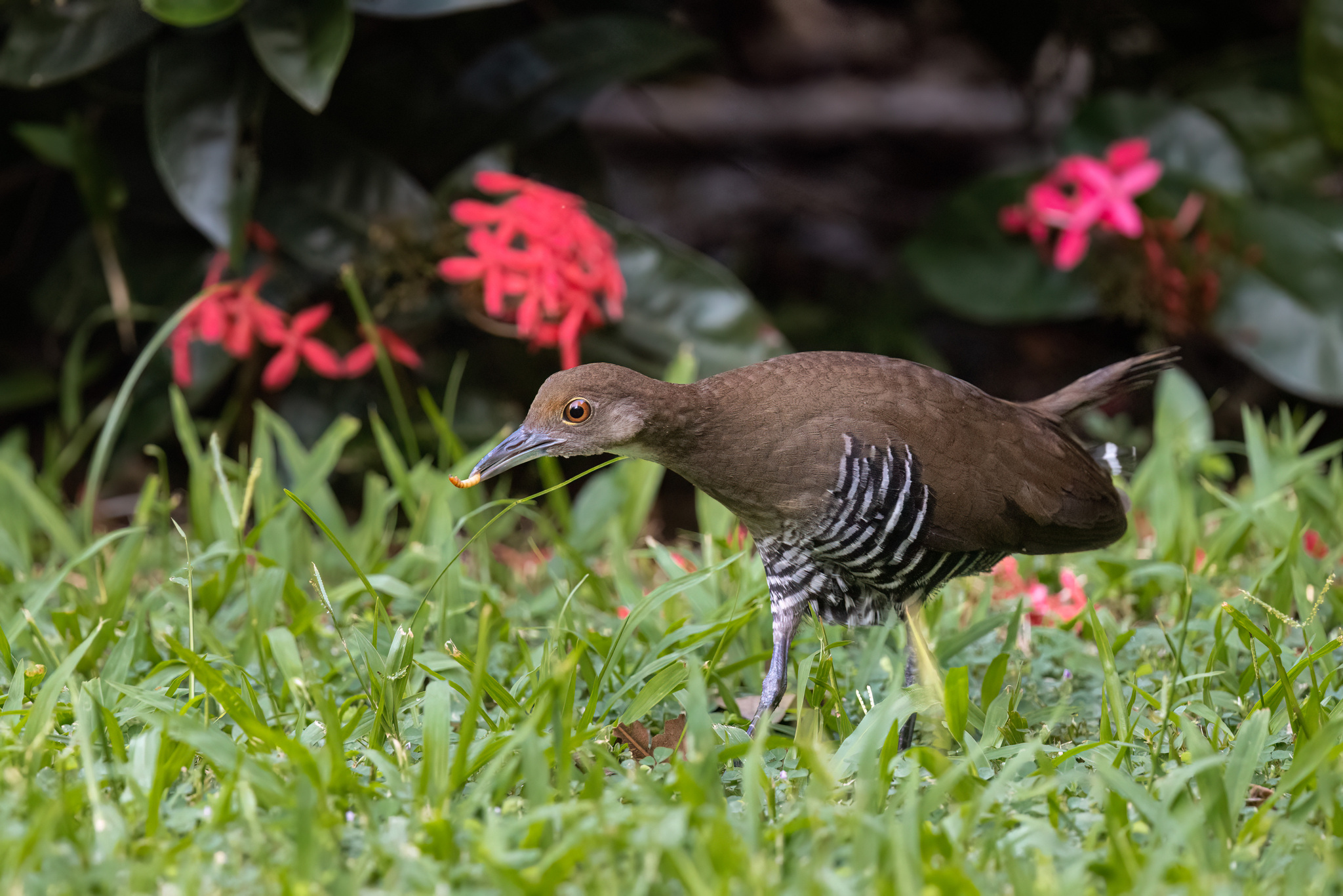 Slaty-legged Crake