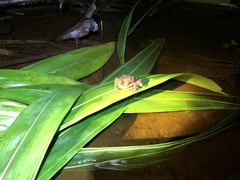 Ingerophrynus quadriporcatus