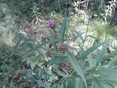 Cirsium serratuloides