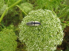 Chalcolepidius limbatus