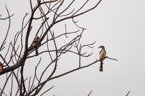 Western Red-billed Hornbill