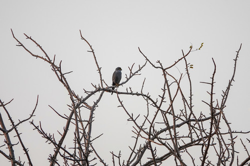 Gray Kestrel