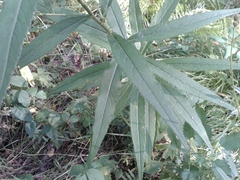 Cirsium serratuloides