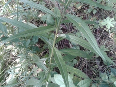 Cirsium serratuloides