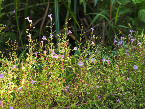 Limnophila aromatica