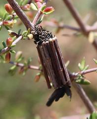 Criocharacta amphiactis