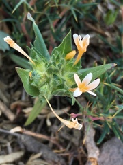 Collomia biflora